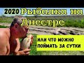 Рыбалка на Днестре. Что можно поймать за сутки на Днестре, или как поймать карпа на WD-40