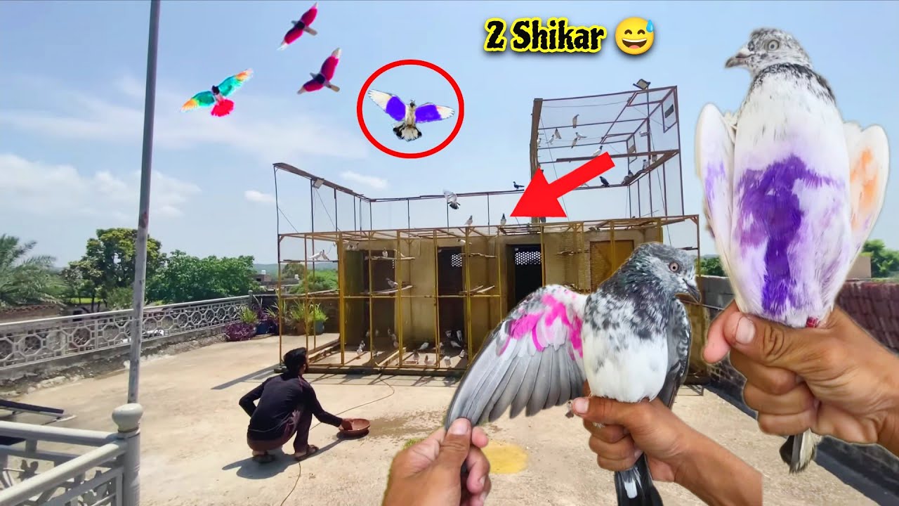 2_kabutr Pakre❤️ Ek Kamal Ka Shikra Prinda aya😍 