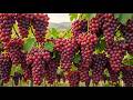 How Giant Korean Red Cluster Grapes Are Grown And Harvested | Amazing Korean Vineyard Farming
