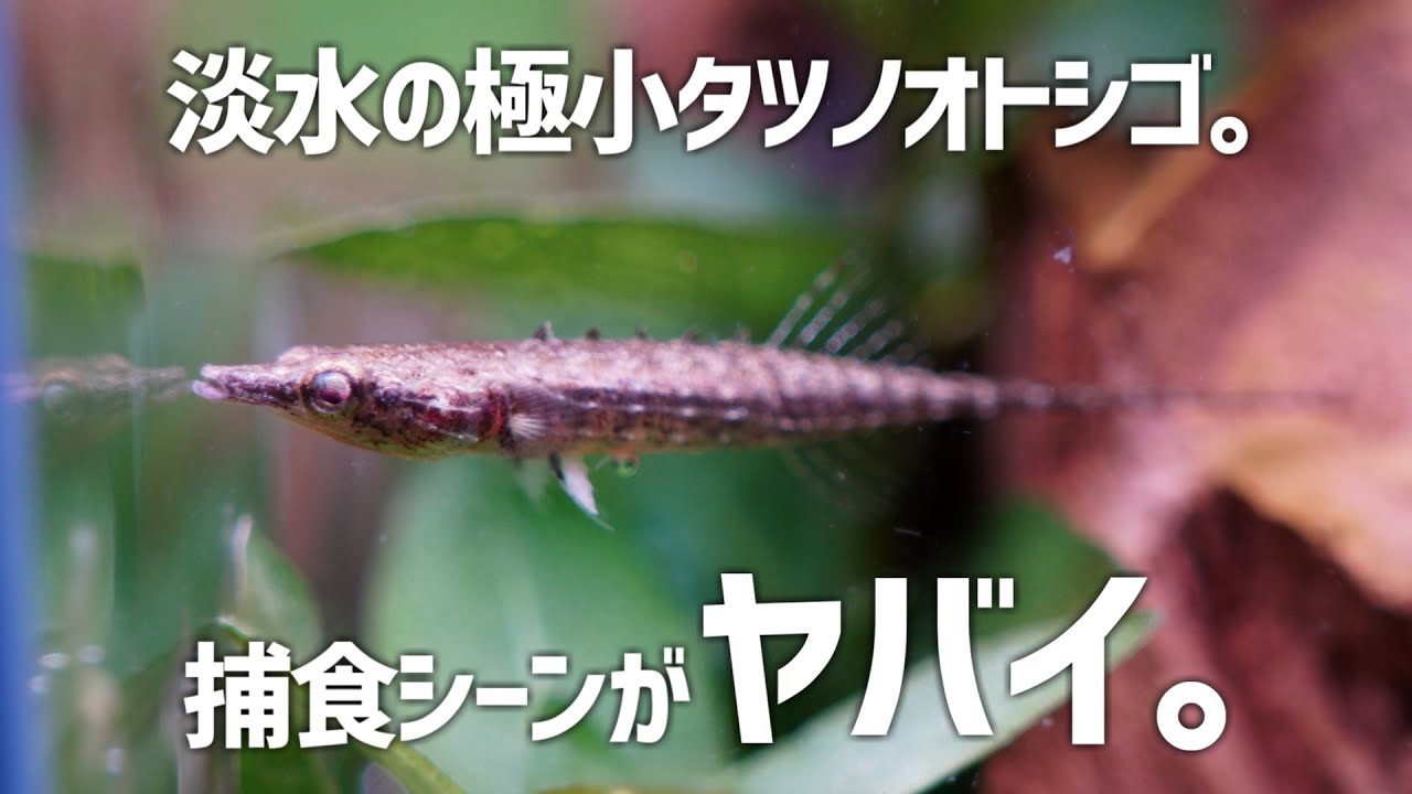 可愛すぎてガチ悶絶。淡水のタツノオトシゴという矛盾。パラドクスフィッシュ