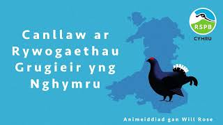 Canllaw Ar Rywogaethau Grugieir Yng Nghymru L Rspb
