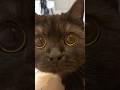 横からきゅるるん黒猫が可愛すぎた…#shorts