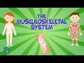 The Human Musculoskeletal System Uncovered