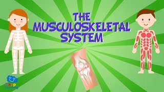 The Musculoskeletal System | Educational Videos for Kids