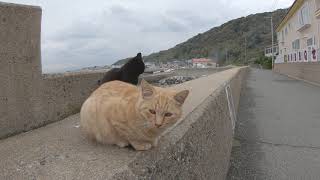 【猫島】黒猫と茶トラ猫が堤防に集合し会議が始まった