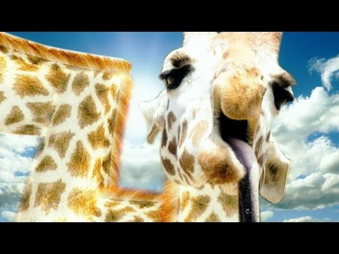 Vidéo: Comment Jouer à La Girafe