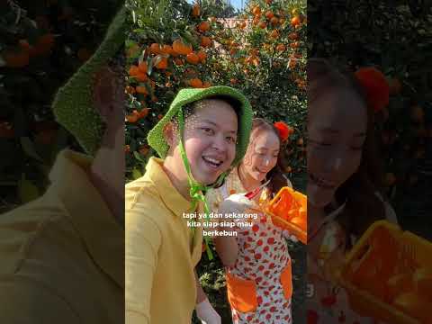 Nginep di tempat ribuan jeruk dan bebas ambil sepuasnya 😍🍊🔥 #sofiamfln #shortsvideo