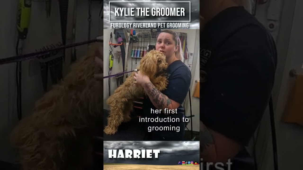 Extremely Matted little baby I just want to cry