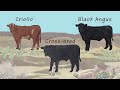 Supply chain options for beef cattle from the southwestern us