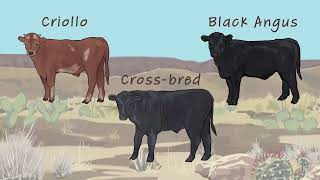 Supply Chain Options for Beef Cattle from the Southwestern U.S.
