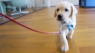 The Good Side: Service Puppy Raisers Request
