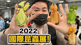 世界最大昆蟲展在台灣！還有很多爬蟲！今年又更厲害了！跟著 ... 