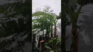 During typhoon #kristineph #shortsvideo