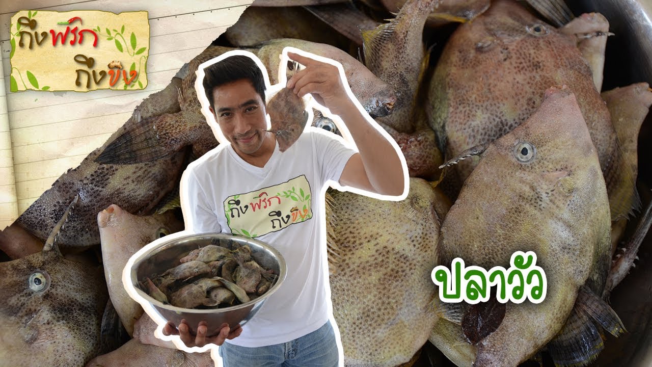 ปลาวัว | ถึงพริกถึงขิง 20-09-19