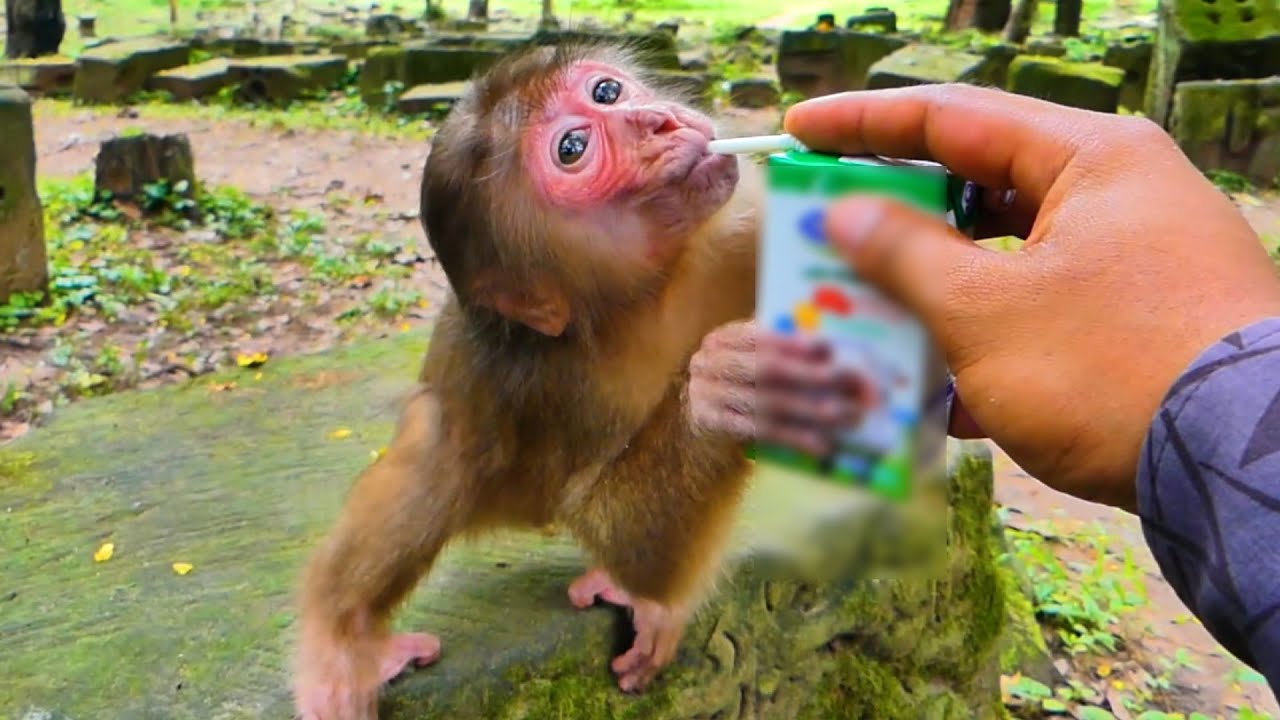 Pity monkey Bails is so hungry she drinks milk very fast while we help feed her milk.💕🐒