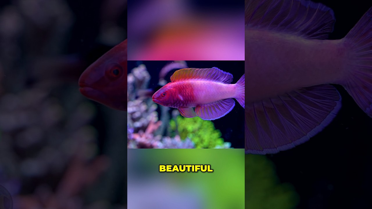 Amazing Rosy Scale Fish & Rescued Wrasse