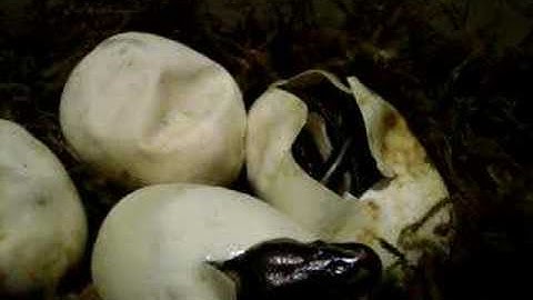 Ball Pythons Hatching!