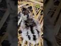 PHEASANT BABIES!