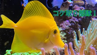 【海水魚水槽】ライブロックやガラス面のコケに！コケ取り生体紹介！【アクアリウム】