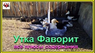 Утка голубой Фаворит все плюсы содержания Утка голубой Фаворит все плюсы содержания
