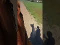 Free! #quarab #horse #equestrianjourney #horseenthusiast #capcut #chestnutmare