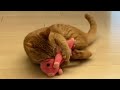 猫が大事そうにぬいぐるみを抱えたと思いきやまさかの結末になった Cat and stuffed animal