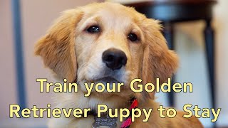 Golden Retriever Puppy Evaluation and Introduction to Place Training