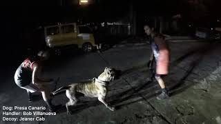 Presa Canario Bite Work / Protection Training (Slow Motion)