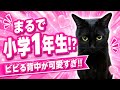 【しゃべる猫】ビビり方が完全に小学1年生⁉️野良猫さん接近でパニック🙀ビビる背中が可愛すぎた‼️他、豪快木登りなどイッキ見