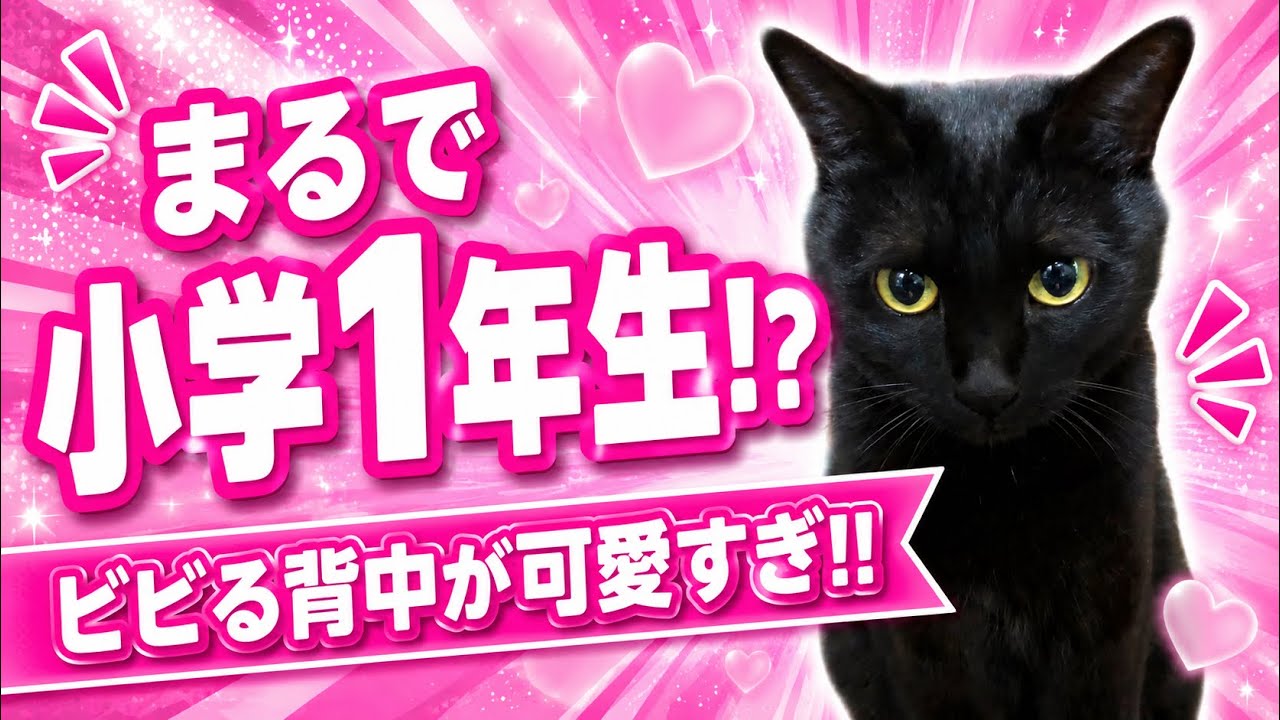 【しゃべる猫】ビビり方が完全に小学1年生⁉️野良猫さん接近でパニック🙀ビビる背中が可愛すぎた‼️他、豪快木登りなどイッキ見