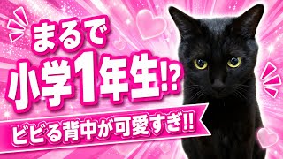 【しゃべる猫】ビビり方が完全に小学1年生⁉️野良猫さん接近でパニック🙀ビビる背中が可愛すぎた‼️他、豪快木登りなどイッキ見