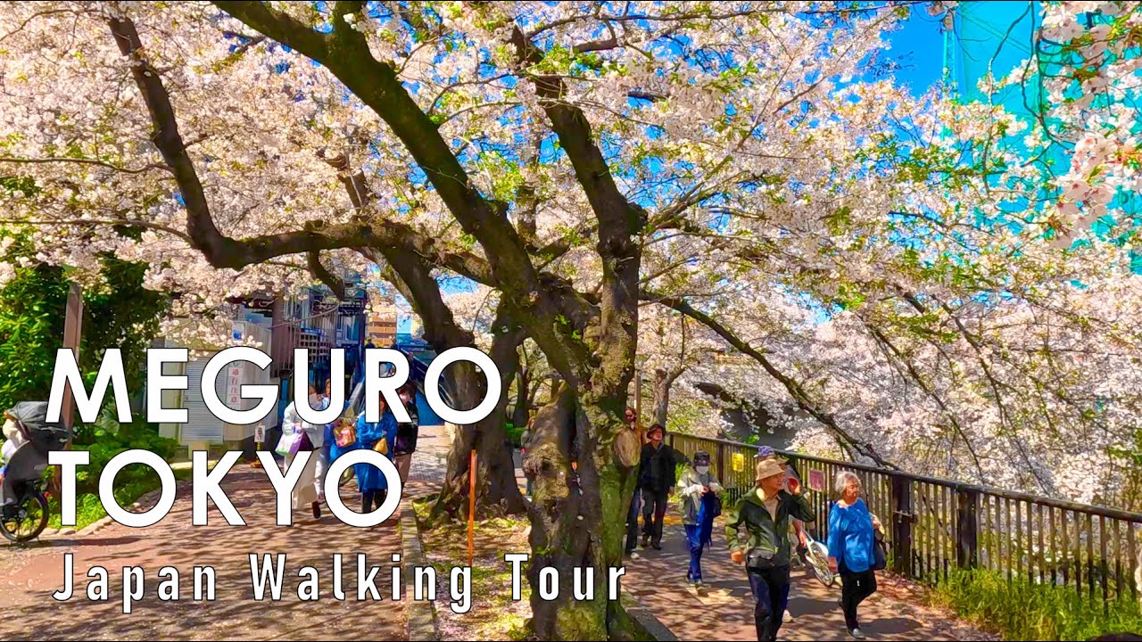 Tokyo, Japon | Balade sous les Cerisiers en Fleurs 4K | 23 avr. 2024