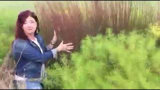 Amsonia Advice