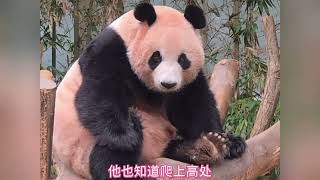 Download Lagu 250820001爱宝每天出到外场第一时间就是寻找孩子,看孩子们有没有给自己写信,爱宝到处闻嗅一翻。最后找不到孩子的爱宝连最爱的胡萝卜和红苹果也不吃了,坐在树杈上委屈巴巴的小眼神看得让人心疼。 MP3 Download Lagu 250820001爱宝每天出到外场第一时间就是寻找孩子,看孩子们有没有给自己写信,爱宝到处闻嗅一翻。最后找不到孩子的爱宝连最爱的胡萝卜和红苹果也不吃了,坐在树杈上委屈巴巴的小眼神看得让人心疼。 MP3