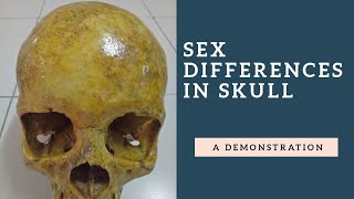 Sex Differentiation in Human Skull