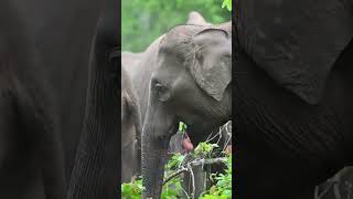 Battle for Survival – Inside Sri Lanka's Failed Elephant Rescues #wildlife #shorts