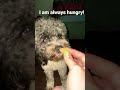 I am always hungry dog cute puppy bestfriends doggieshorts funny alwayshungry shorts