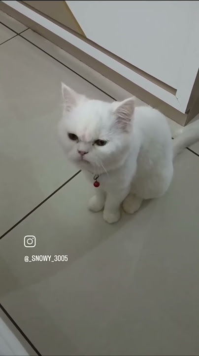 'Agar kahoon Snowy se haseen kuch nahi 💖 | SRK Song   Cute Cat Vibes 😻 #shorts'