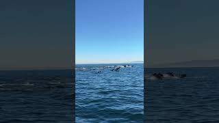 Person Spots Dolphins While Jet Skiing