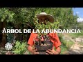 Todo Lo Que Debes Saber Del rbol De La Abundancia/planta del dinero y suerte/ manos de tierra