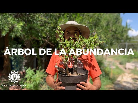 Video: Cómo Florece El árbol Del Dinero