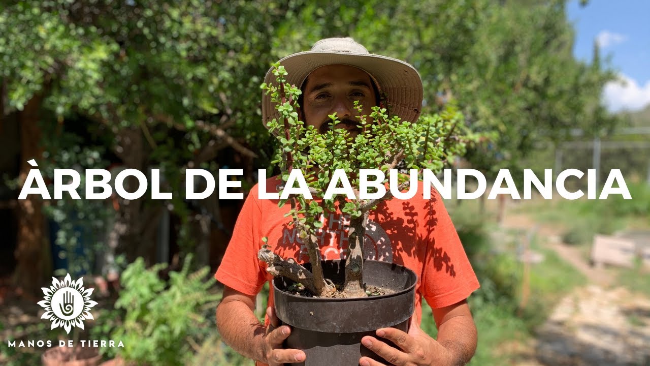 Todo Lo Que Debes Saber Del Árbol De La Abundancia/planta del dinero y suerte/ manos de tierra