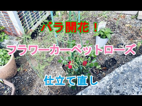 ガーデニングDIY】バラ開花フラワーカーペットローズ仕立て直し - YouTube