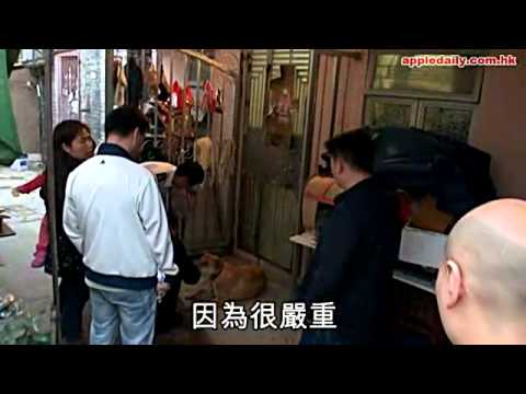 疑被淋鏹水　唐狗恐失明