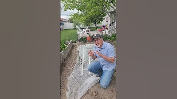 Keep bug off your vegetable plants with simple bug netting