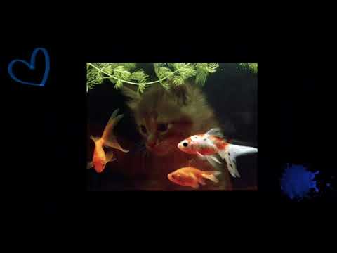 Limerence Extended Slowed