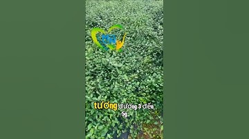 Cao Cà gai leo – hỗ trợ gan yếu, viêm gan, men gan cao