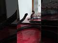 King Cobra Sees Itself in Mirror 😱 Starts Dancing!