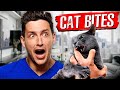 Why cat bites are so dangerous  rtc 35