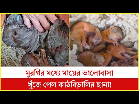 ভিডিও: মুরগির মধ্যে গ্যাপওয়ার্ম কতটা সাধারণ?